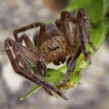 Olios argelasius, sparassidae family male spider posing Royalty Free Stock Photo