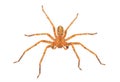 Huntsman spider isolated on white background, Olios argelasius Royalty Free Stock Photo