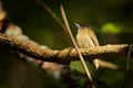 Olivaceous Piculet - Picumnus olivaceus species of bird in the family Picidae, very small woodpecker, found in Central and South Royalty Free Stock Photo