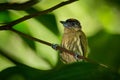 Olivaceous Piculet - Picumnus olivaceus species of bird in family Picidae, very small woodpecker, found in Central and South Royalty Free Stock Photo