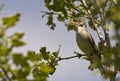 Olivaceous Warbler (Hippolais pallida) Royalty Free Stock Photo