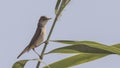 Olivaceous Warbler on Straw Royalty Free Stock Photo