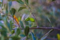 Olive acerbe su albero di ulivo secolare Royalty Free Stock Photo