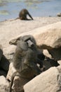 Olive Baboon