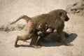 Olive Baboon Royalty Free Stock Photo