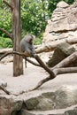 The olive baboon, also called Anubis baboon, belongs to the Cercopithecidae family Royalty Free Stock Photo