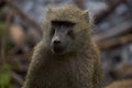 Olive baboon baby Papio anubis Anubis baboon Cercopithecidae Old world monkey Royalty Free Stock Photo