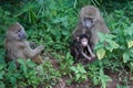 Olive baboon baby Papio anubis Anubis baboon Cercopithecidae Old world monkey