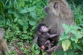 Olive baboon baby Papio anubis Anubis baboon Cercopithecidae Old world monkey