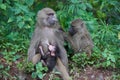 Olive baboon baby Papio anubis Anubis baboon Cercopithecidae Old world monkey Royalty Free Stock Photo