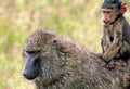 Olive Baboon with Baby  11418 Royalty Free Stock Photo