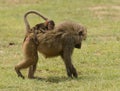 Olive Baboon giving youngster a ride