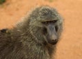Olive Baboon, Groene Baviaan, Papio anubis Royalty Free Stock Photo