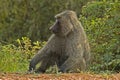 Olive Baboon, Groene Baviaan, Papio anubis Royalty Free Stock Photo