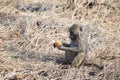 Olive baboon holding fruit Royalty Free Stock Photo