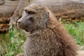 Olive baboon, Lake Nakuru National Park, Kenya Royalty Free Stock Photo