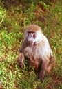 Olive baboon, Lake Nakuru National Park, Kenya Royalty Free Stock Photo