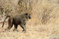 Olive baboon in Masai Mara National Park of Kenya