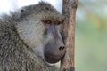 Olive baboon in Masai Mara National Park of Kenya Royalty Free Stock Photo