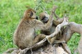 Olive baboon in Masai Mara National Park of Kenya