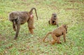 Olive baboon with a missing leg with other baboons in Uganda Royalty Free Stock Photo