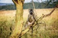 Olive Baboon monkey in Kenya, Africa Royalty Free Stock Photo