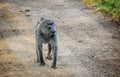 Olive Baboon monkey in Kenya, Africa Royalty Free Stock Photo