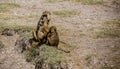Olive Baboon monkey in Kenya, Africa Royalty Free Stock Photo