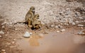 Olive Baboon monkey in Kenya, Africa Royalty Free Stock Photo