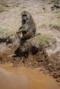 Olive Baboon monkey in Kenya, Africa Royalty Free Stock Photo