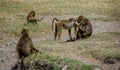Olive Baboon monkey in Kenya, Africa Royalty Free Stock Photo