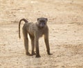 Olive Baboon Royalty Free Stock Photo