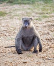 Olive Baboon Royalty Free Stock Photo