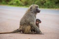 Olive baboon mother with its baby on the street