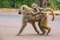 Olive baboon mother with its baby walking on the street Royalty Free Stock Photo