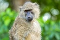 Olive Baboon, old world monkey with olive green coat with blurred Bokeh background in Tanzania, East Africa