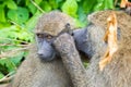 Olive Baboon, old world monkey with olive green coat looking for bug in Tanzania, East Africa