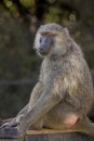 Olive Baboon Royalty Free Stock Photo