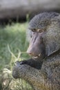 Olive Baboon Royalty Free Stock Photo