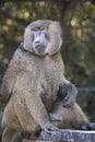 Olive Baboon Royalty Free Stock Photo