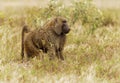 Olive Baboon Papio anubis also Anubis baboon, Cercopithecidae, Old World monkey from Africa, inhabits savannahs, steppes, and