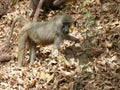 Olive baboon ( Papio anubis ) Family-order - Cercopithecidae