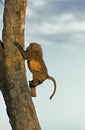 Olive Baboon, papio anubis, Young climbing Tree Trunk, Masai Mara Park in Kenya