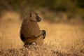 Olive baboon sits in profile in grass