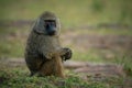 Olive baboon sitting on grass clasping hands Royalty Free Stock Photo