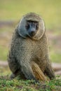 Olive baboon sitting on grass eyeing camera Royalty Free Stock Photo