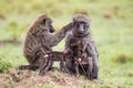 Olive Baboon sitting on the grass of the Masai Mara Royalty Free Stock Photo