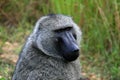 Olive Baboon, Uganda, Africa Royalty Free Stock Photo
