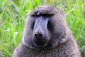 Olive baboon, Uganda Royalty Free Stock Photo