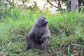 Olive baboon, Uganda Royalty Free Stock Photo